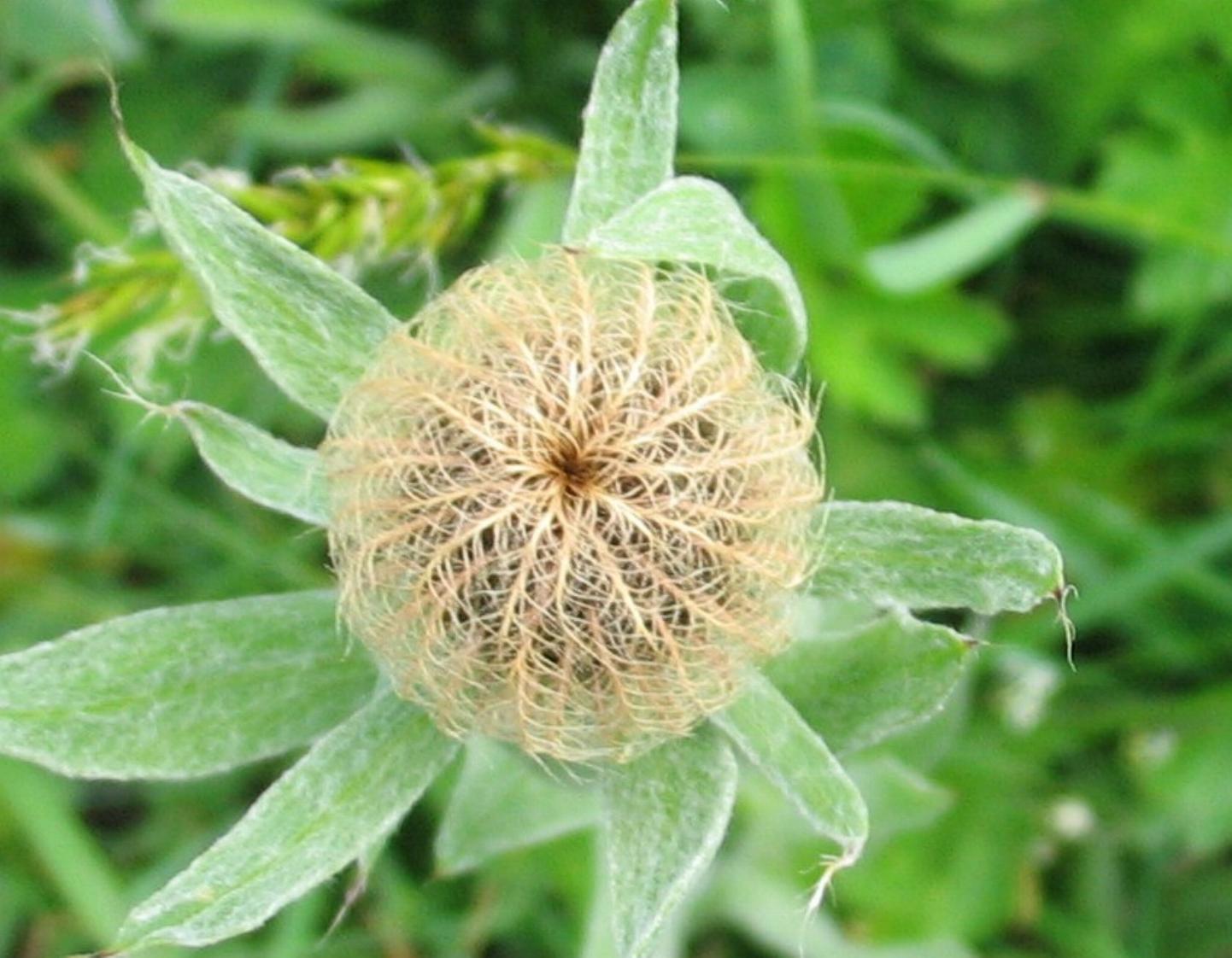 centaurea nigra in..